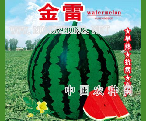 金雷西瓜